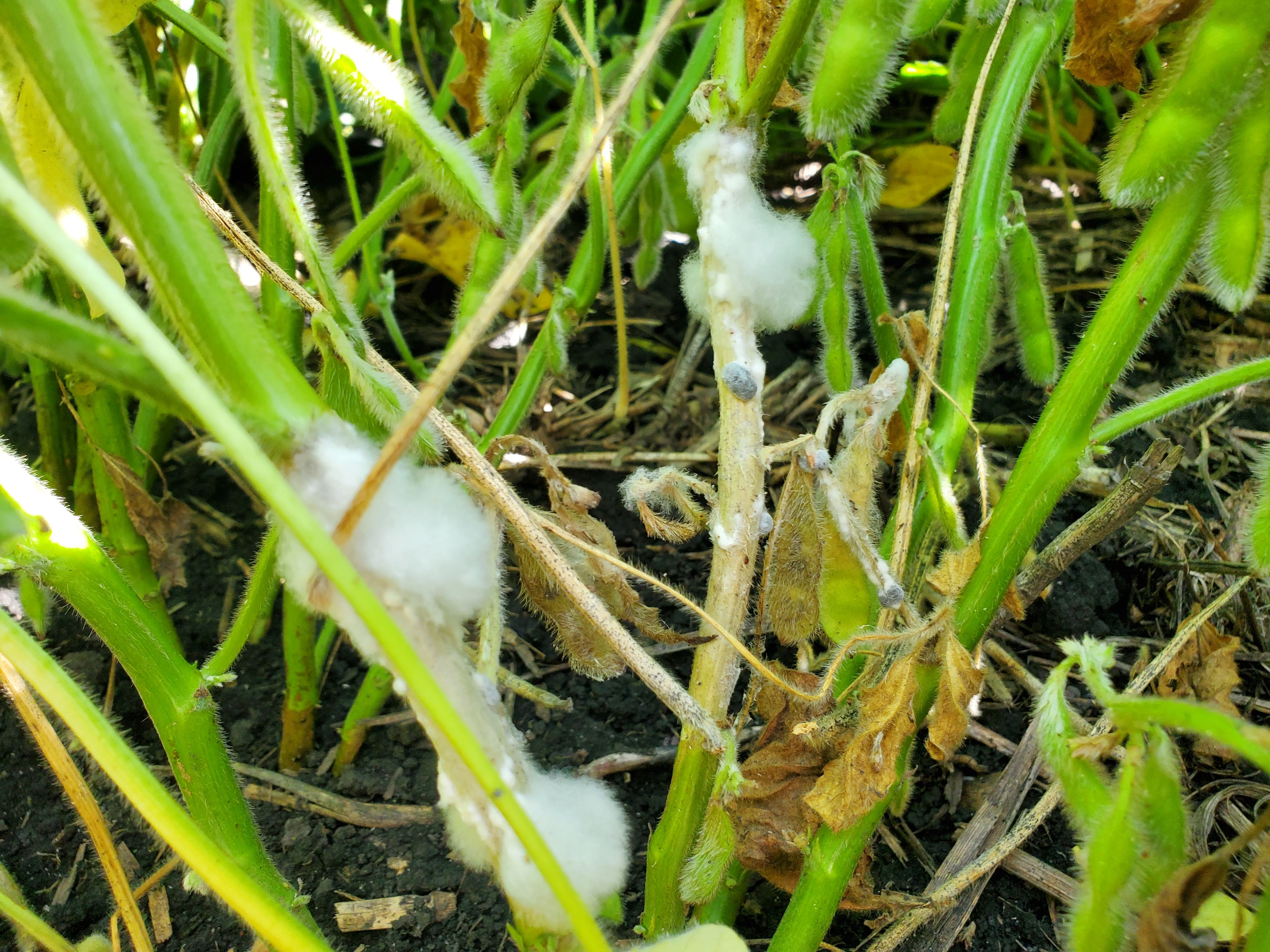 soybean stems fully girdled with white mold and external sclerotia