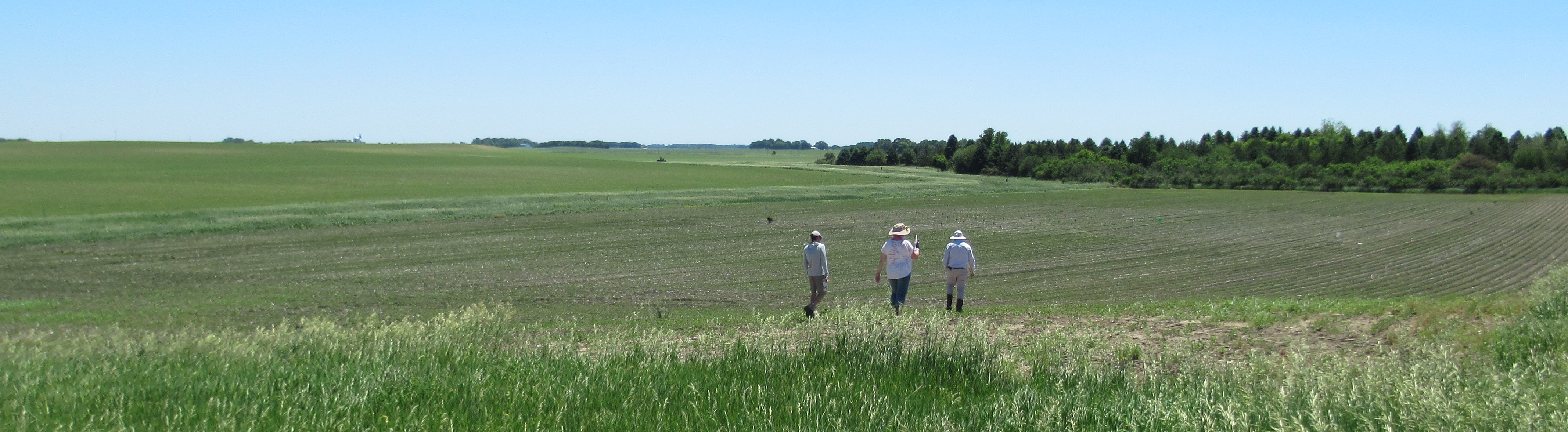 panorama photo of a soybean field in early development, three people walking into it in the distance