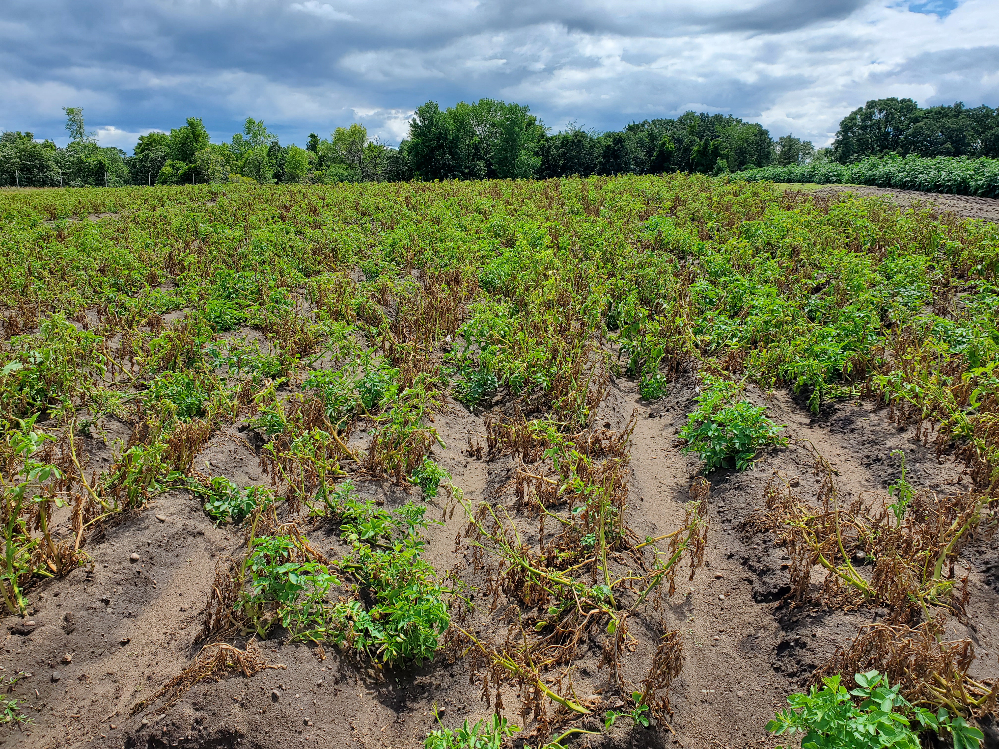 field of potato plants, browned and dying from verticillium wilt