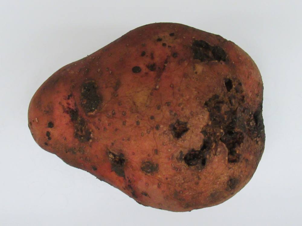 a red potato with deep pitted, crater-like scabbing