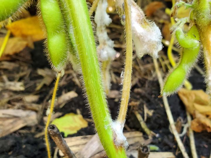 Closeup of a soybean stem and petiole; white mold covers the petiole and the immediate area around where it meets the main stem