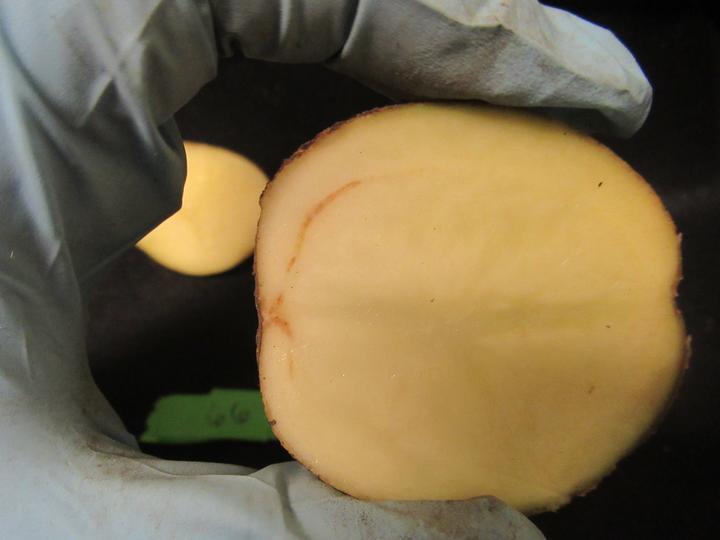 a halved potato exposes a vascular system browning from the root