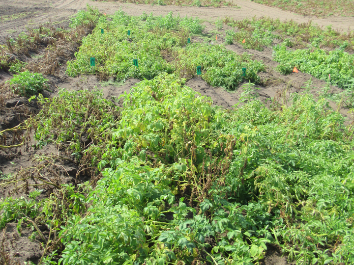 potato plants in a field, mixed wilting and healthy. some of the worse off plants are flagging